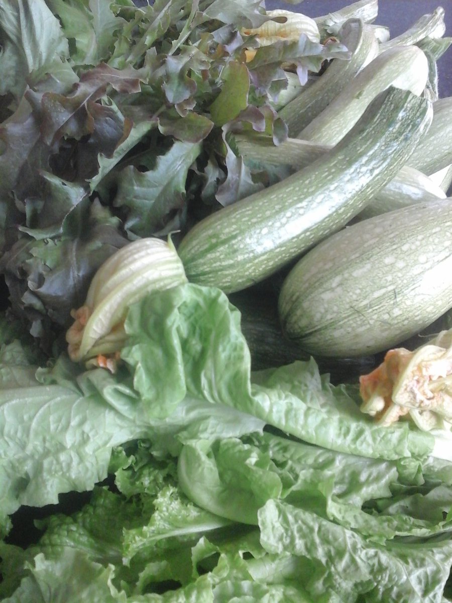 GoodFoodMatters's tweet photo. Bumper harvest for Croydon Revivify Food bank from GoodFoodMatters plus sunflowers for their garden #revivify #Croydon #corgettes # love veg https://t.co/X9RinZCV9d
