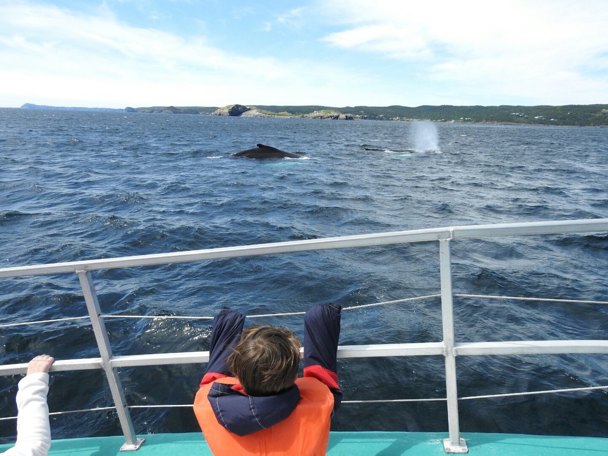 Humpback whales still feeding on capelin near <a href="/mollybawntours/">Whale & Puffin Tours</a>
