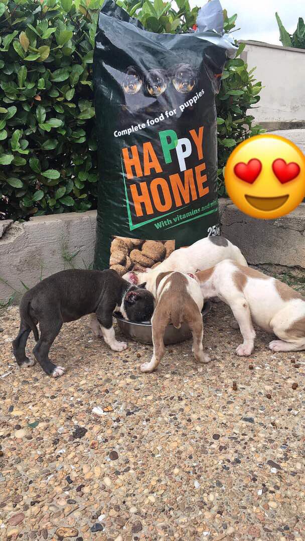 happy_home_feed's tweet photo. Quality And Complete Food For Puppies And Adult Dogs; with Vitamins And Minerals 💯 Contact 📞📲: +233578659133 At An Affordable Price.. 🐶🐕🐕... https://t.co/uzQJ3LuR4Q