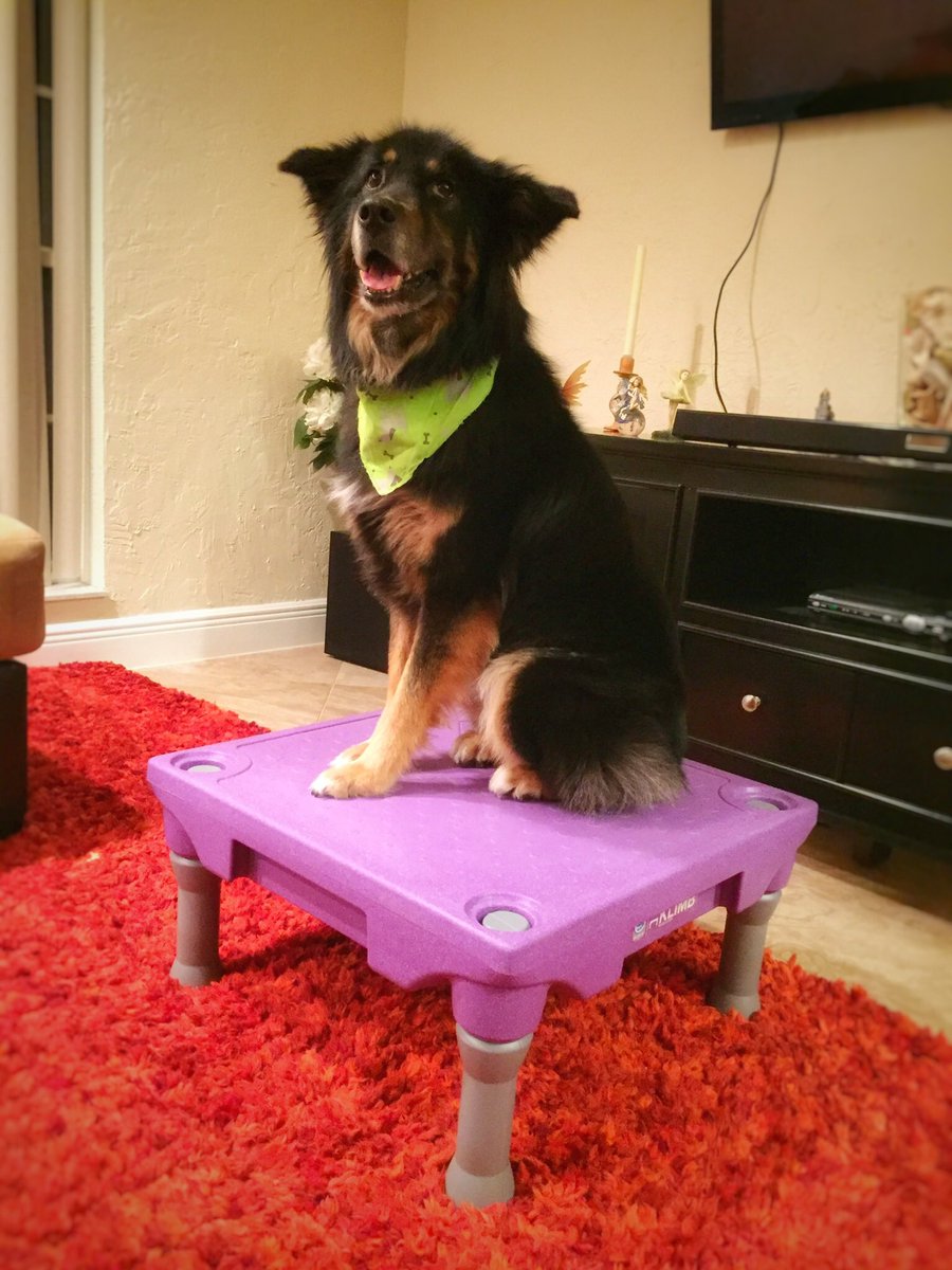 HeatherLynn406's tweet photo. Good morning. 😊 #kiahtheaussie #klimb #blue9petproducts https://t.co/6DDcDPX2h8