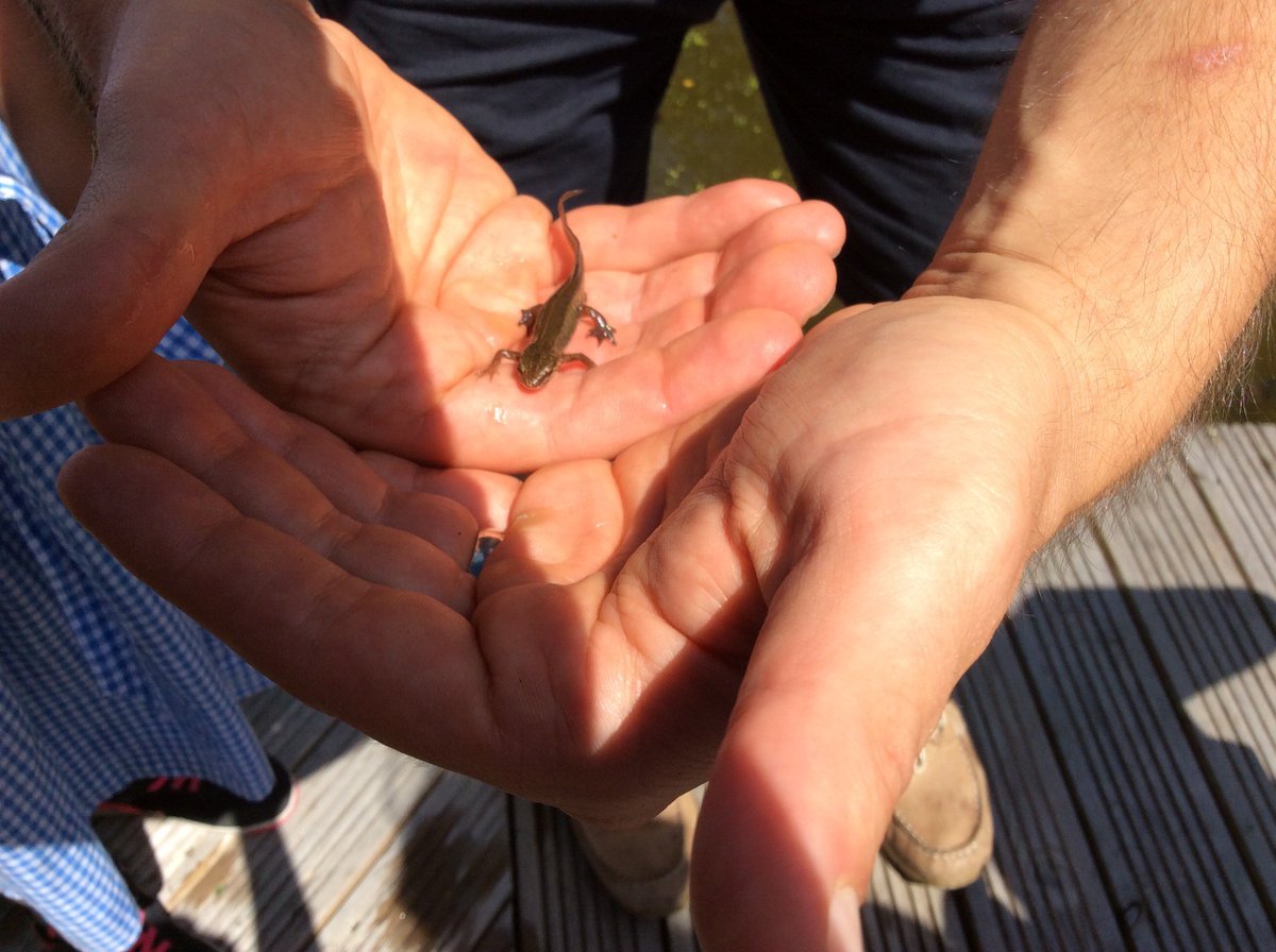 Plasyfelin's tweet photo. Year 5 looking for organisms in our pond! #plapc10 #plapscience https://t.co/Pq2z5twCNB