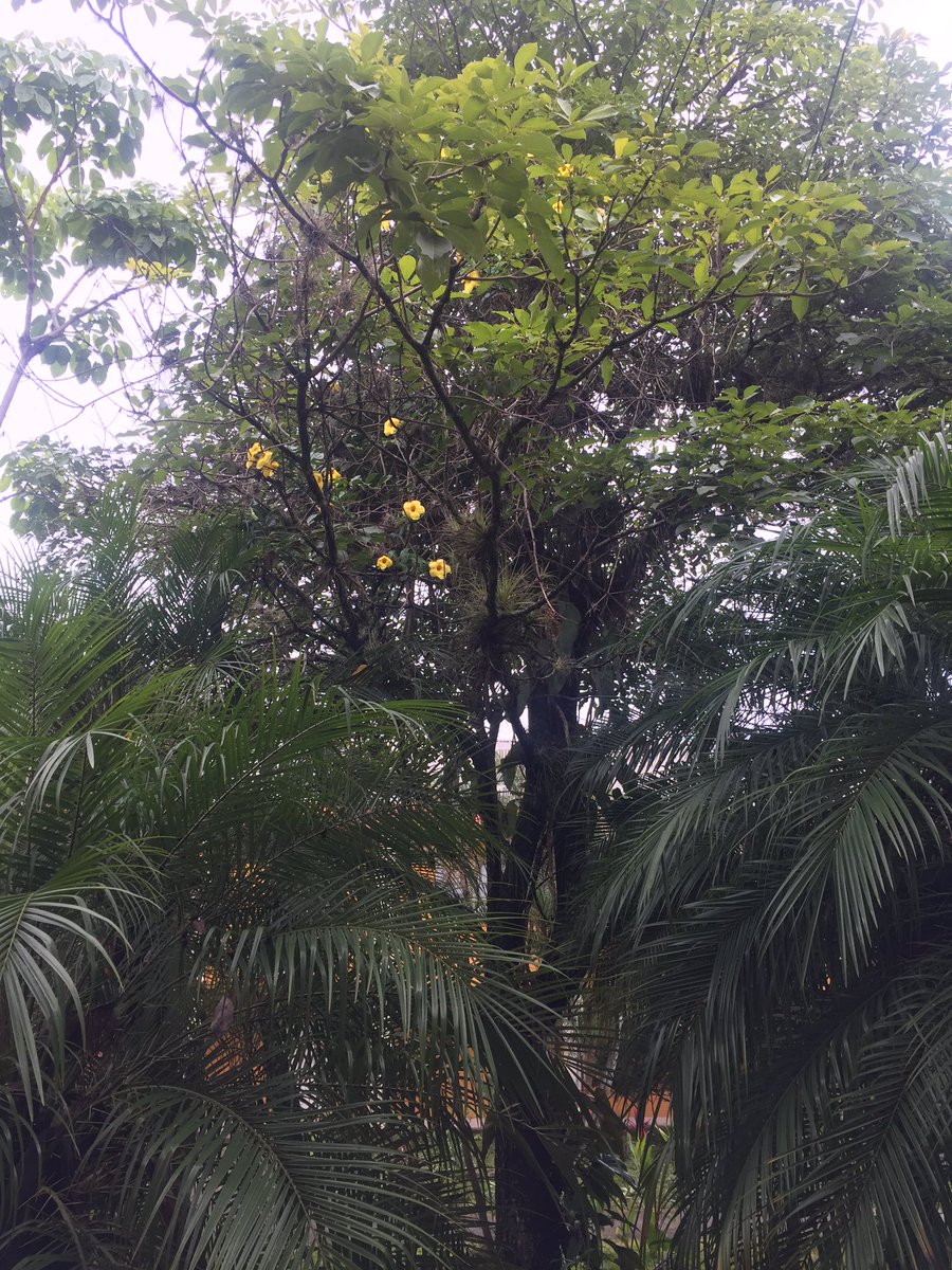 bugsnforests's tweet image. Honduras has lots of beautiful forests to protect! #foresthealth