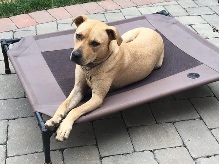 RDR_NYC's tweet photo. Krystal deserves her forever home!! She was protected by her sister Willa. Both were found emaciated with a severe: https://t.co/PxWoMRKuCu https://t.co/bi0gL1zU2L
