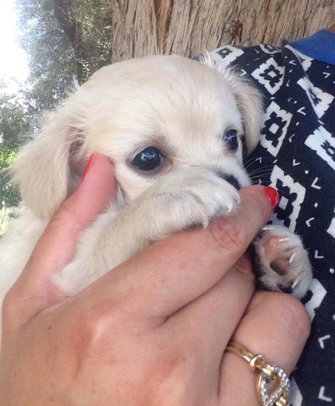 lustrelux's tweet image. Baby suz