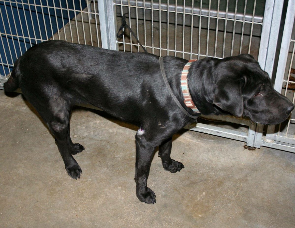 sookie_grace's tweet photo. NEW PICS OF BEAUTIFUL FIONA 🆘CODE RED🆘 #FortWorth #TX HW-1YR OLD 2B💉ANYTIME💔 #PLEDGE #RESCUE #ADOPT @DogRescueTweets https://t.co/VSVMjlcW09 https://t.co/hudzqCO4bn