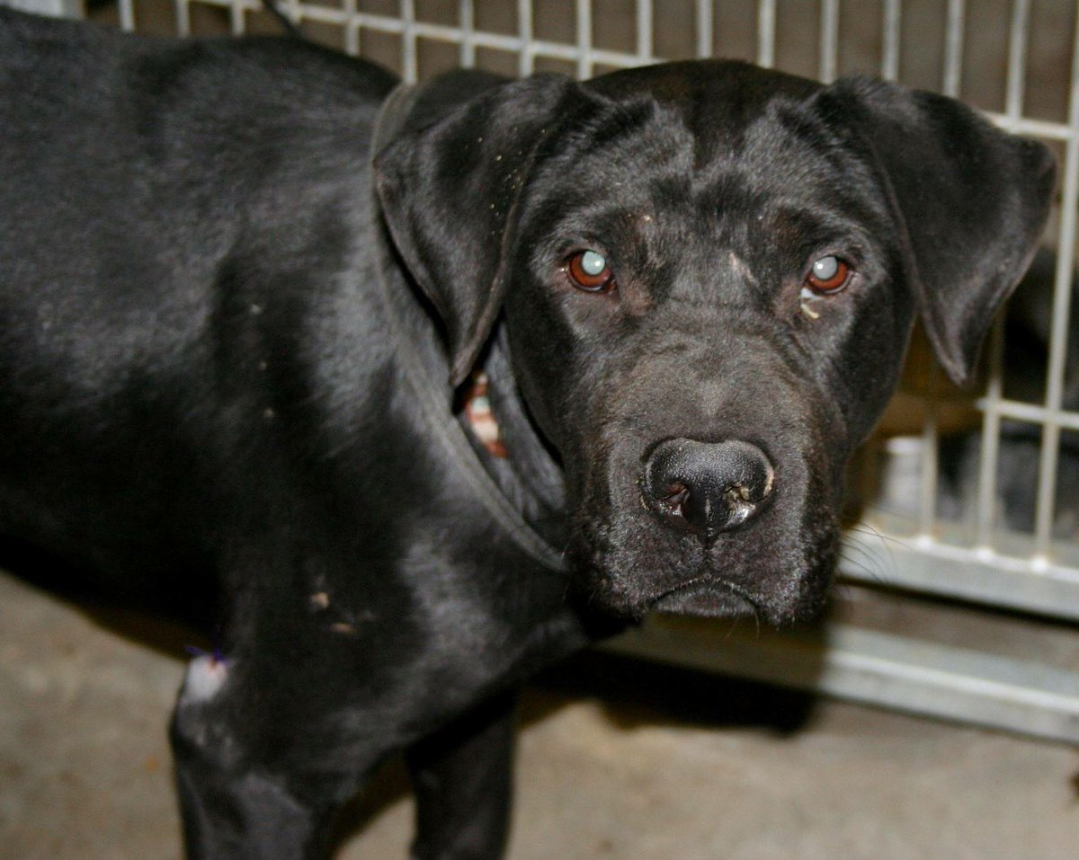 sookie_grace's tweet photo. NEW PICS OF BEAUTIFUL FIONA 🆘CODE RED🆘 #FortWorth #TX HW-1YR OLD 2B💉ANYTIME💔 #PLEDGE #RESCUE #ADOPT @DogRescueTweets https://t.co/VSVMjlcW09 https://t.co/hudzqCO4bn