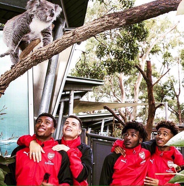 Malai_Llama's tweet image. Players seeing Koala for the first time, their reactions are priceless😂😂😂😂😂
@ArsenalHindi  @TroopzAFC @ArsenalFanTV @arsenalfans #Arsenal