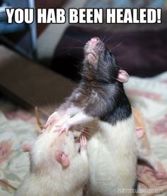 Channelling the power of the rat Gods... #rats #petrats #cuterats #ratmemes #petmemes