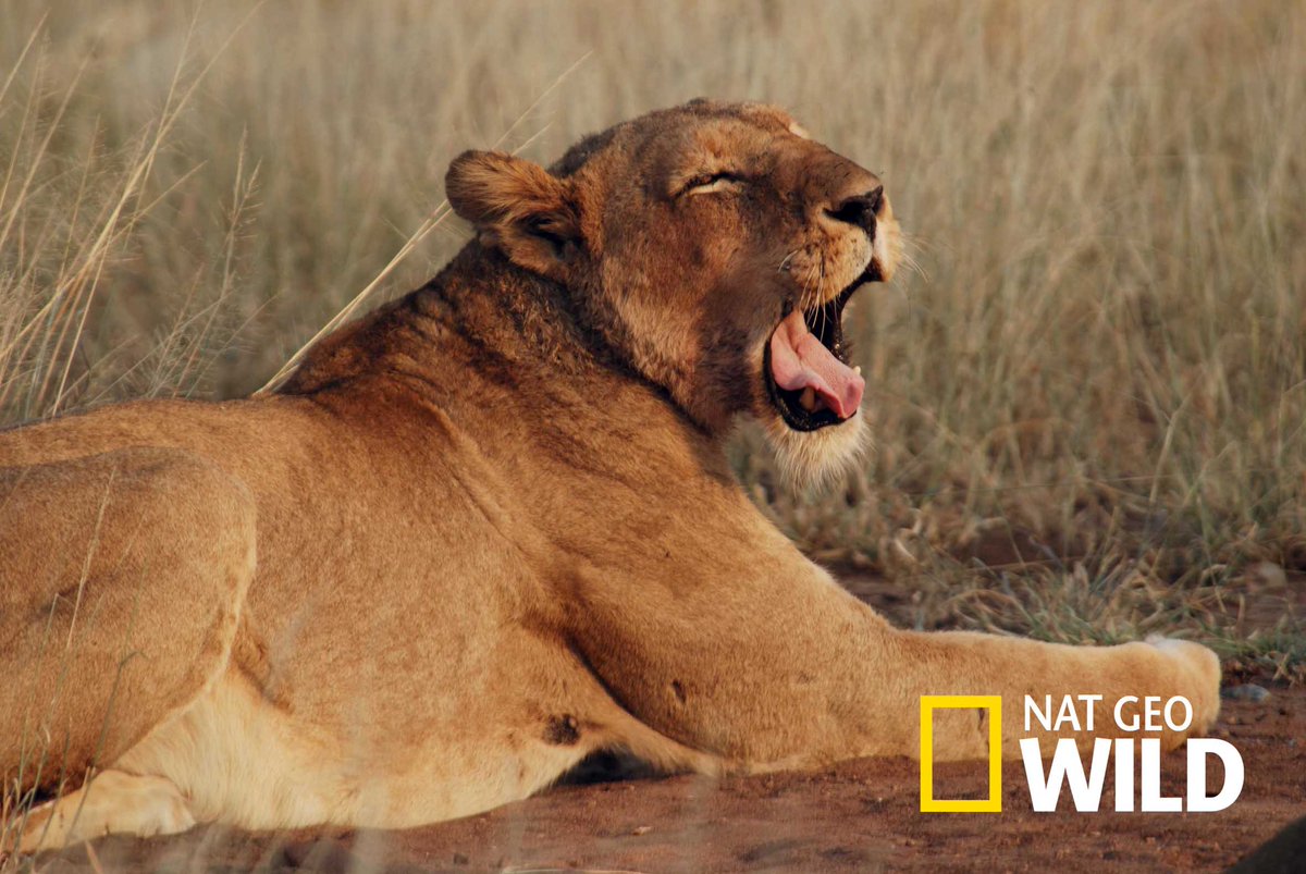 Нат гео вайлд. Nat geo wild hd канал. Nat geo wild logo. Логотип канала nat geo wild. Прямая нат гео вайлд.
