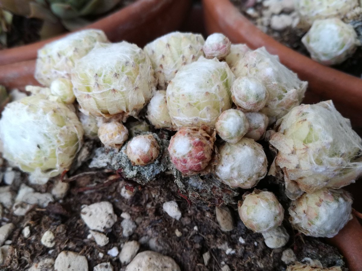 master_seeding's tweet photo. My little treasures
#sempervivum #succulents #houseleeks https://t.co/A3H1WsmScr