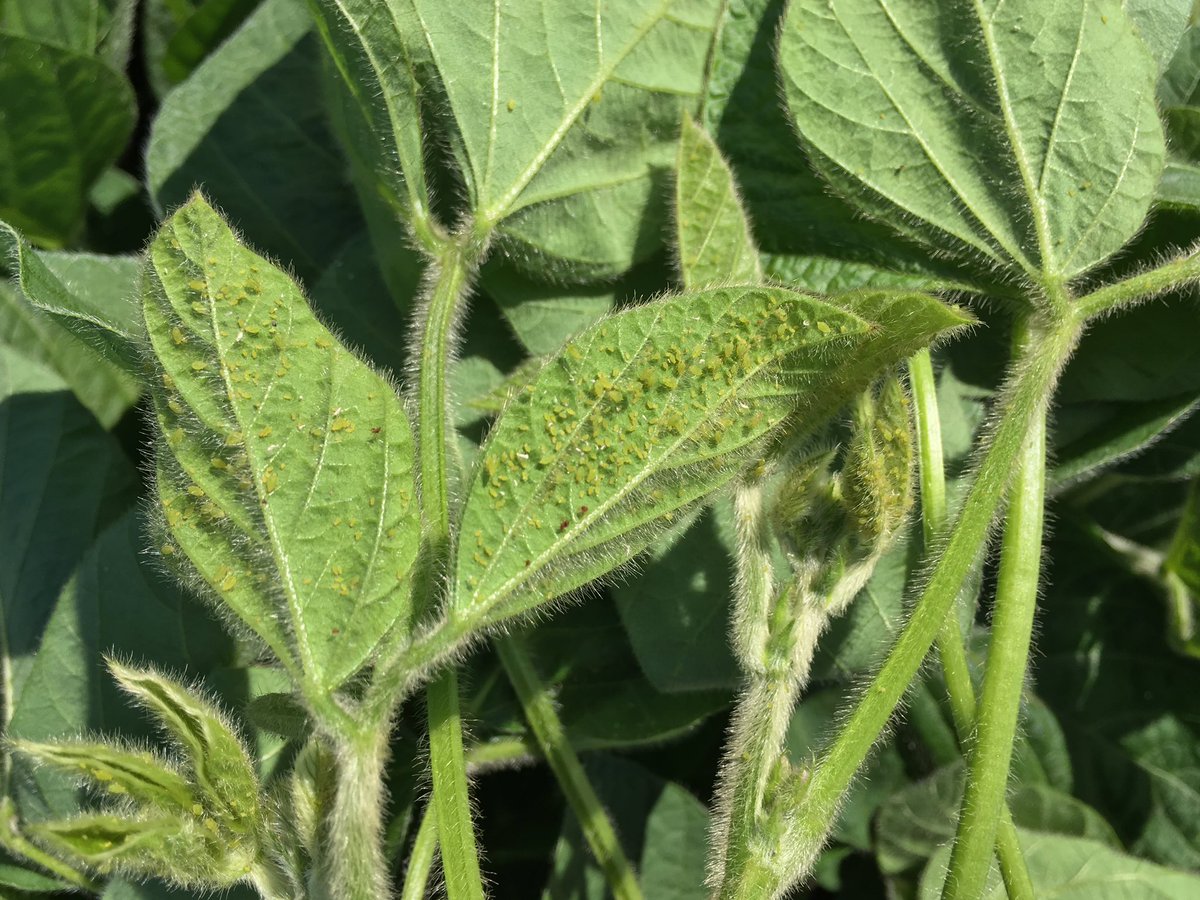 #soybeans aphids showing up at Carman #CDS17 <a href="/MbPulseGrowers/">MPSG</a> <a href="/DennisBeanLange/">Dennis Bean Lange</a>