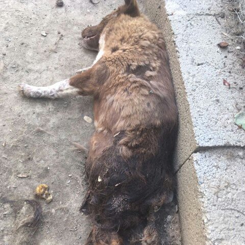 RussiaAnimals's tweet photo. В Дагестане отморозки напали на приют для животных и забили до смерти собаку инвалида https://t.co/sjALYl4CE2 #кавказсила #дагестан #новости https://t.co/7oOWTzBfry