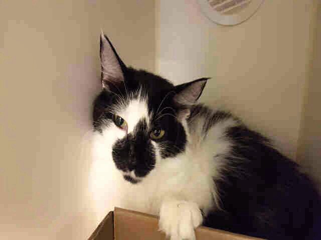NYCDEATHROWCATS's tweet photo. NEW PICTURES!! JENNIFER - A1117434 - NEW PHOTO

Follow me here for more info and status updates: https://t.co/Ub7JdNLZnE https://t.co/sykBQuIKHA