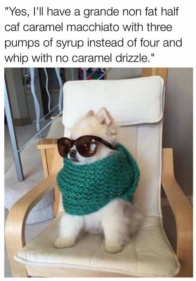 iamchristyjane's tweet photo. Truth! #BasicDog https://t.co/DC1HizQWcf
