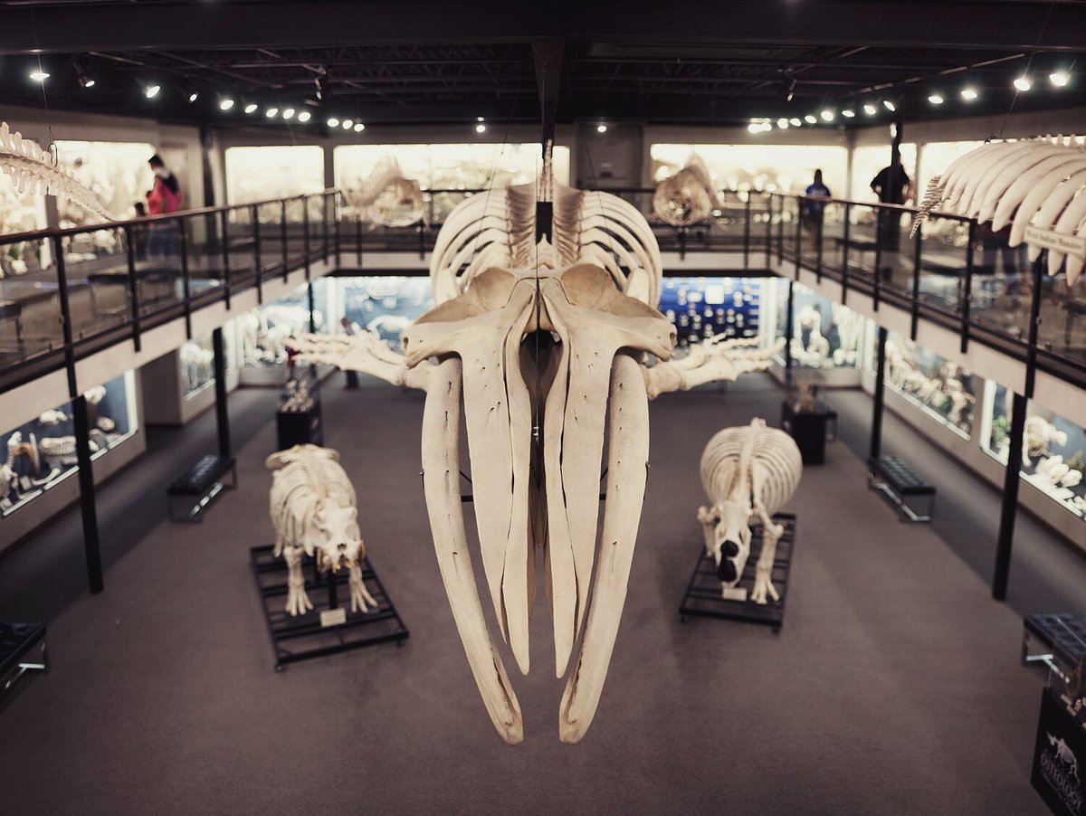The humpback whale in our Oklahoma City location <a href="/OsteologyMuseum/">Museum of Osteology</a> wishes the blue whale at <a href="/NHM_London/">Natural History Museum</a> a warm whale-come! #MuseumWhales