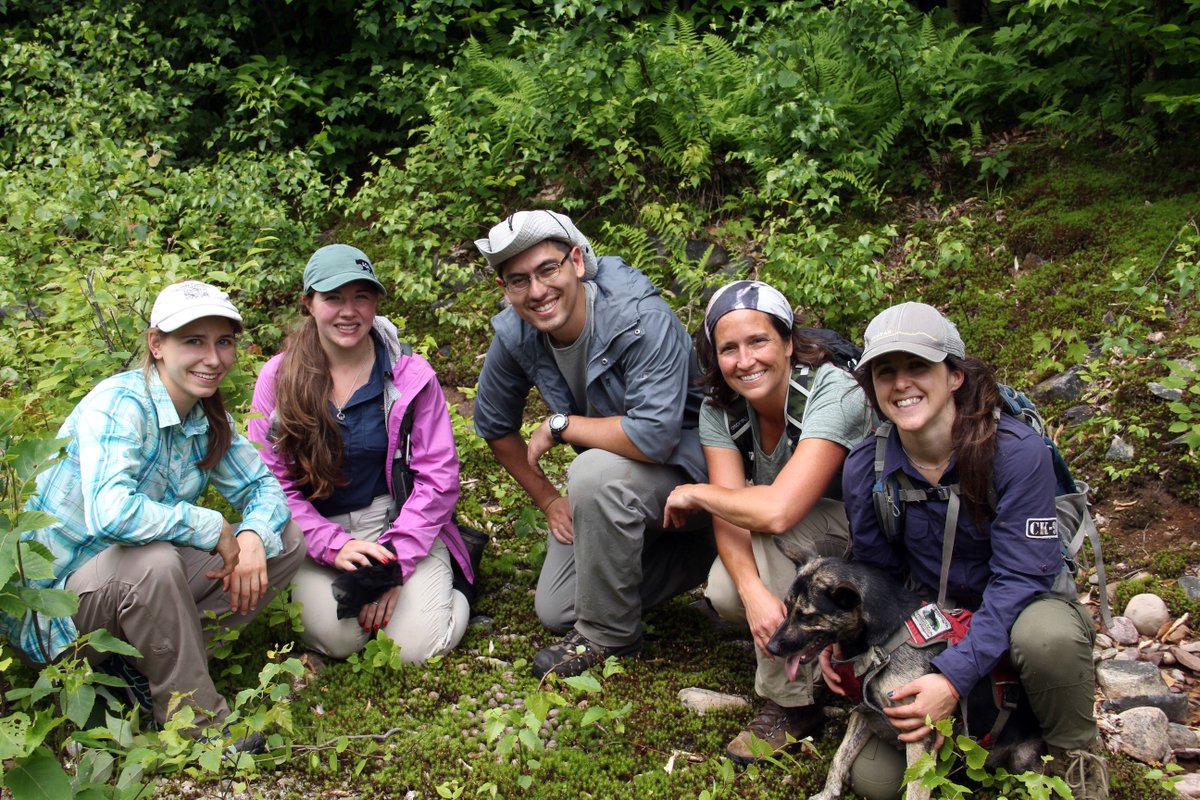 Fuller_Lab's tweet image. Team #moose &amp;amp; @ConservationK9 scat detection dog Skye, still with his eye on the pile of scat he found #spatialcapturerecapture @Awong234