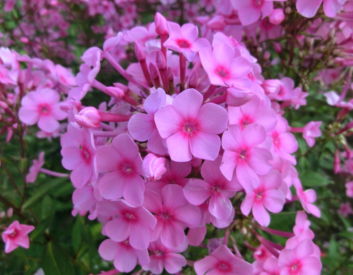 ぴよぴよ 敬称略です Sur Twitter 7月14日 朝 今日の誕生花 フロックス 写真の花は宿根フロックス 和名 クサキョウチクトウ オイランソウ 名前が一杯 芝桜もフロックス属 やっぱり花の名前は難しいです 朝の散歩コースの民家の庭先や 畑の隅っこに今の時期咲い