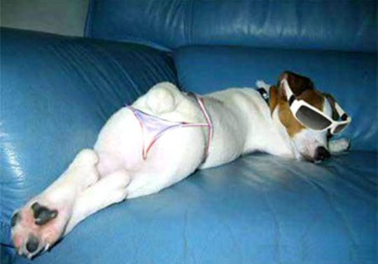 bartimerc's tweet image. Arde puppy