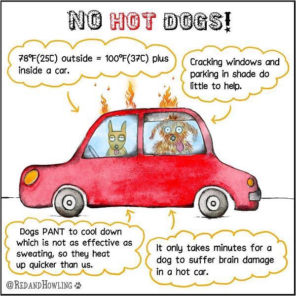 peta's tweet photo. Cracking the window is NOT enough! NEVER leave your dog in a car on a hot day, even for a few minutes. Art by @RedAndHowling ✏️ https://t.co/17IBPccWoR