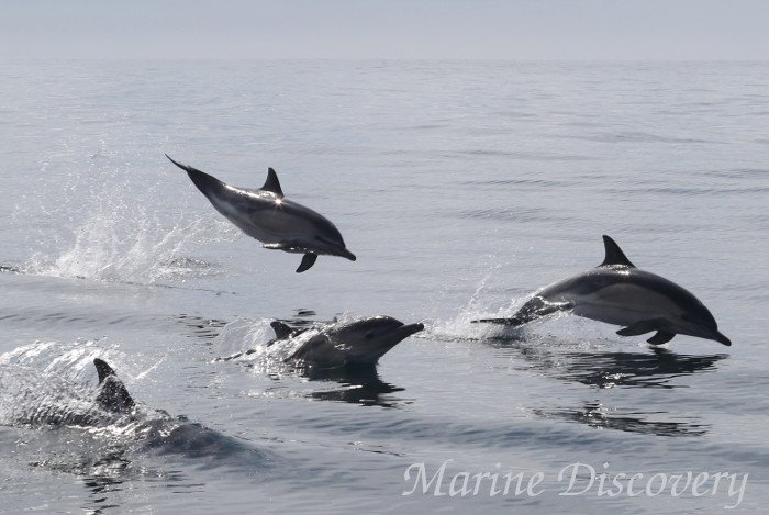 Marine_Discover's tweet photo. More awesome #commondolphin & #porpoise action in #MountsBay today - 100s and 100s spotted #penzance #cornwalldolphins #penzanceboattrips https://t.co/7JkI9Z9VLe