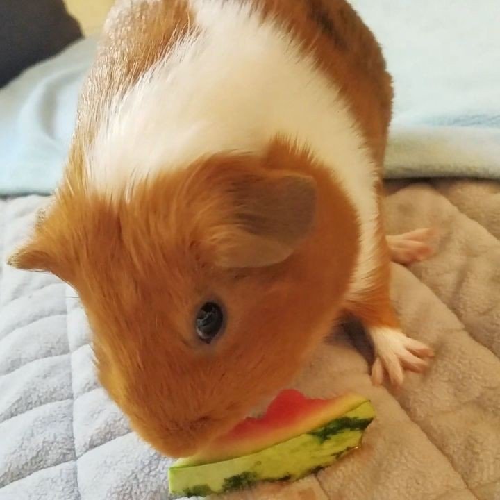 GuineaDad's tweet photo. I only like the little bit of the top part #peanut #onlyred #leavetherest #fortofuanddumpling
_____
www.guineadad.… https://t.co/qmoG9S90Wn https://t.co/SBKwcAQOIm