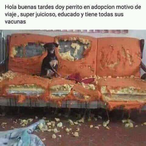 AnimalesBOG's tweet image. #FelizJueves #HumorPerruno🐾