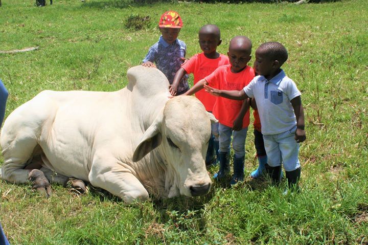 Brahman Breeders Zw On Twitter There Is Often A Misconception That The Brahman Is A Wild And Aggressive Breed The Reality Of It Is That Brahmans Https T Co Rph7ya9o2q Https T Co 02ipeo1nmx