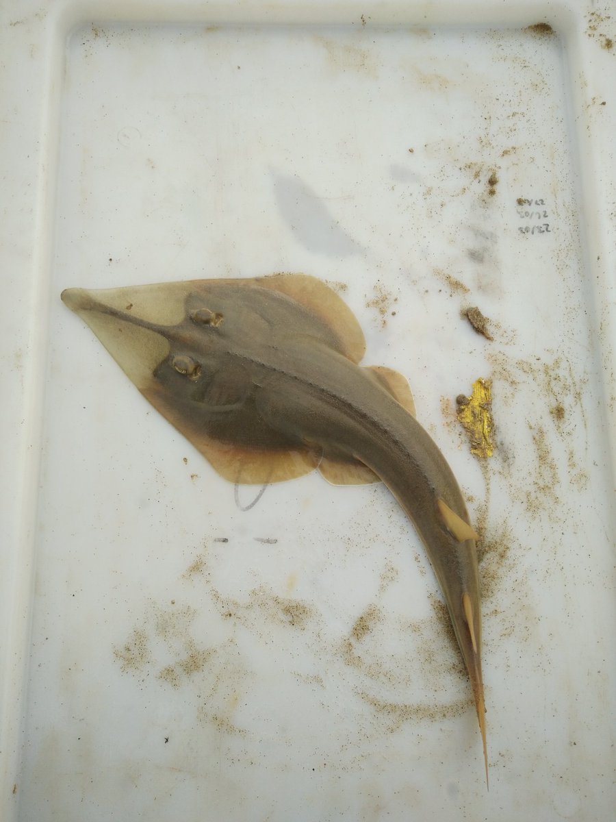 kevcrook17's tweet photo. So excited to share a sample of the 24 #Rays I caught this week! #flatsharkfriday #fieldwork #raysofourlives https://t.co/1ITHVRJIY0