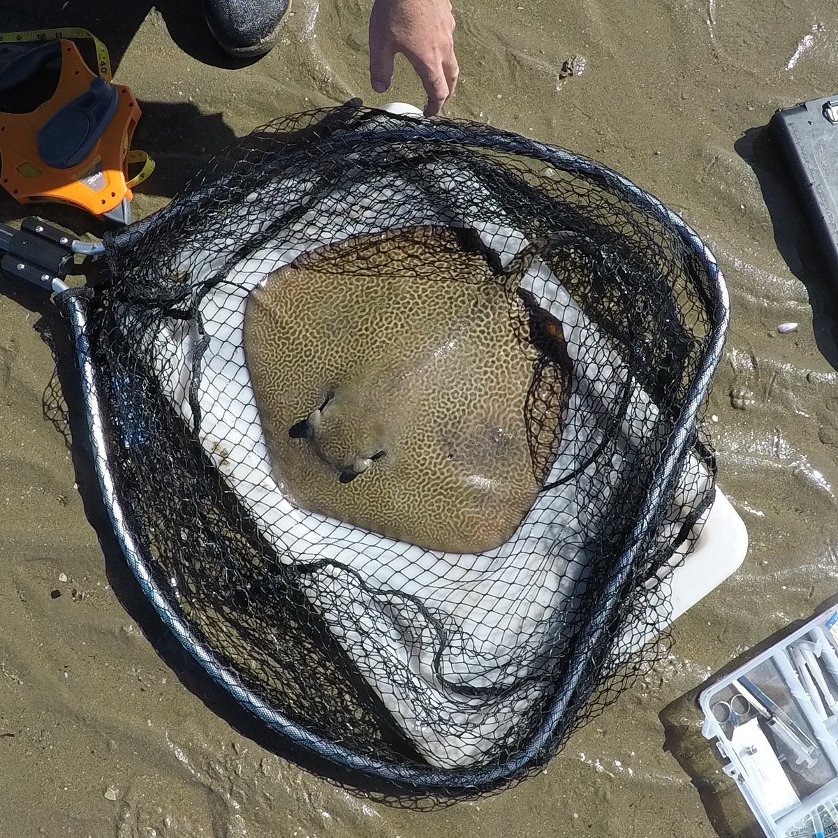 kevcrook17's tweet photo. So excited to share a sample of the 24 #Rays I caught this week! #flatsharkfriday #fieldwork #raysofourlives https://t.co/1ITHVRJIY0