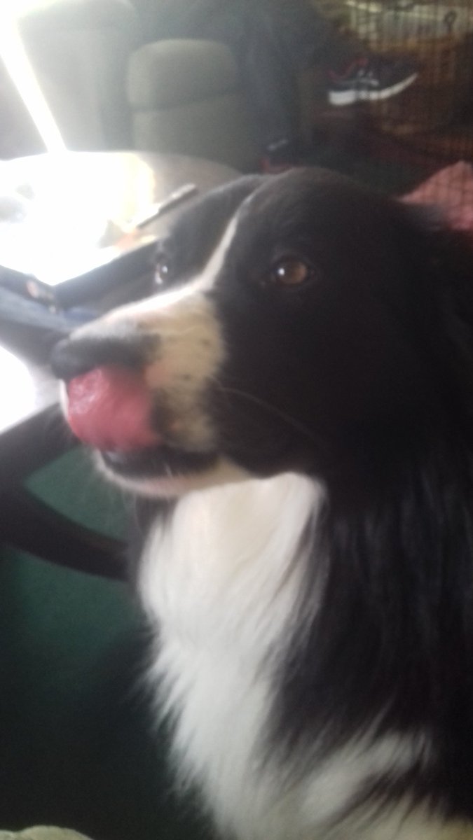 fimberloof's tweet photo. @BCTGB Here we are today in Seahouses. Glasgow gang 😊We haven't  got our paw friend Finlay with us as there wasn't enough room at the farm! https://t.co/hNeFJ7Bxvy