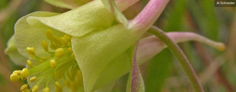 NatConservLands's tweet photo. What's growing in #BearsEars National Monument? A plant guide (thanks @GrandCanynTrust!): https://t.co/CqFWNNcY11 https://t.co/mIHJIqQk7g
