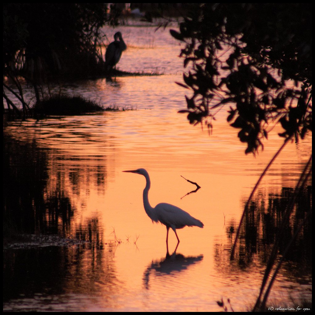 QuestionShrimp's tweet image. Keep your #mangrove photos coming! Submit here: mangroveactionproject.org/actionday/

Thanks to HD relaxation for the submission!