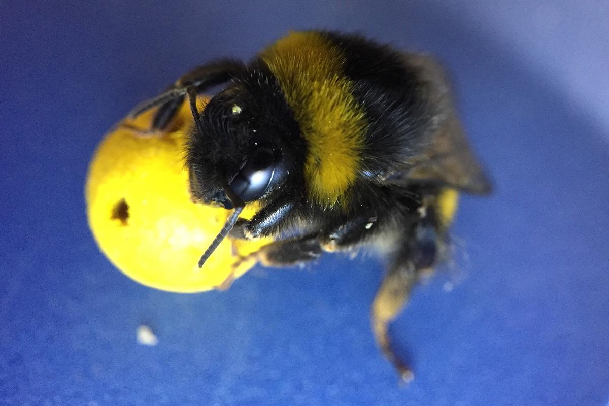 Bees have tiny brains, but they can still learn to play golf bit.ly/2vgh1dc