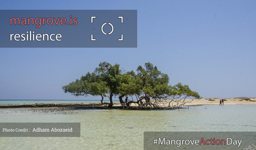 QuestionShrimp's tweet image. Less than a week to submit your #mangrove photos to our annual photo contest, keep them coming! mangroveactionproject.org/actionday/