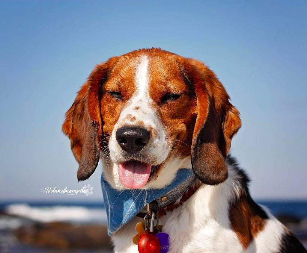 itspuffpuffpaws's tweet photo. WOW!  You can't help but LOVE this puffer! ❤️❤️❤️
Thanks for the tag @todandmemphis, want to be featured? #puffwit… https://t.co/5VxMIuM7oa https://t.co/8dZ4JbwdLO