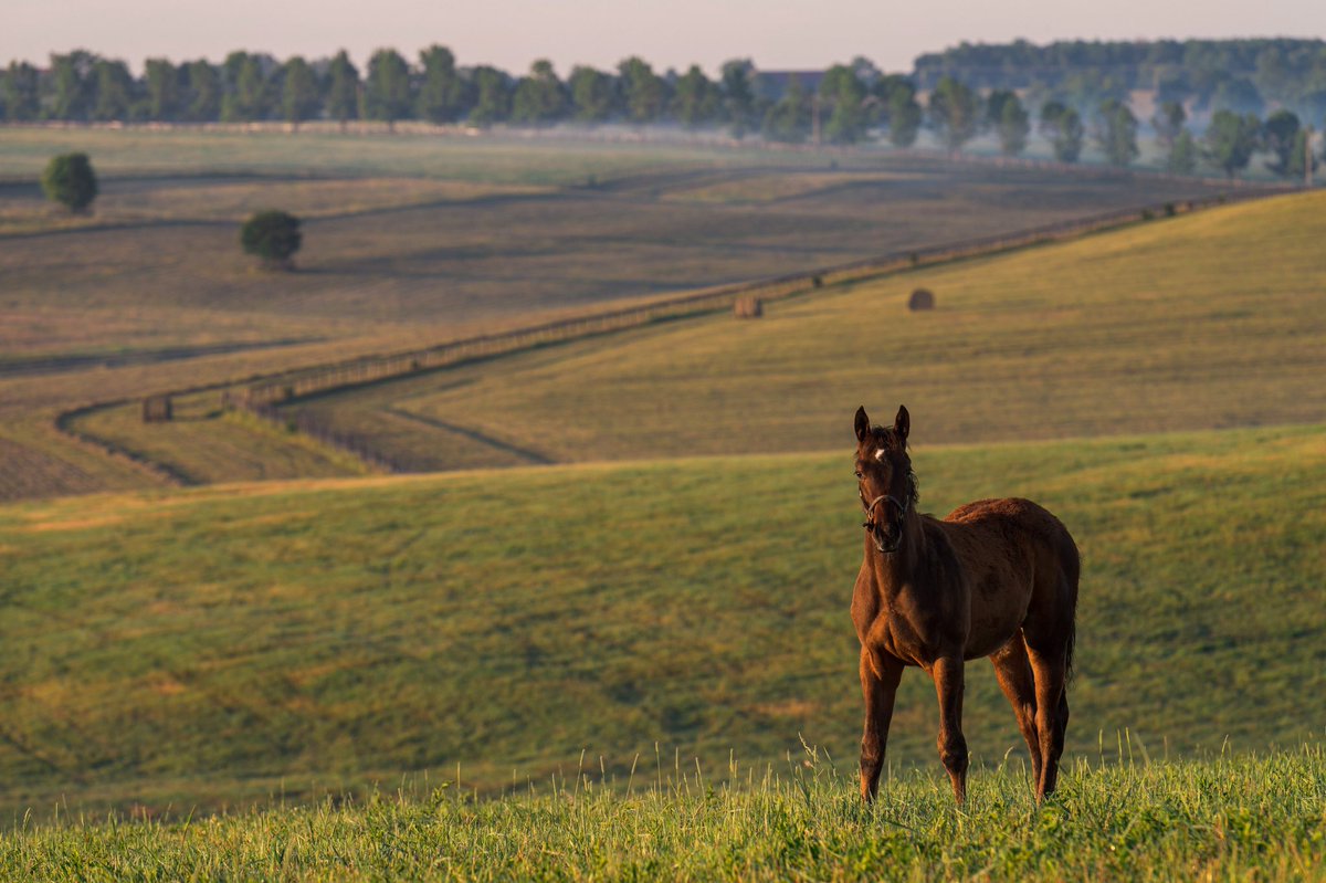 Kentucky. 🐎  #bourboncountyky #parisky <a href="/claibornefarm/">Claiborne Farm</a> <a href="/ParisKYTourism/">Paris KY Tourism</a> <a href="/KentuckyTourism/">Kentucky Tourism</a> <a href="/KYforKY/">KentuckyForKentucky</a> <a href="/BluegrassScenes/">Scenes of the Bluegrass</a> <a href="/KYHorseCountry/">Horse Country</a>