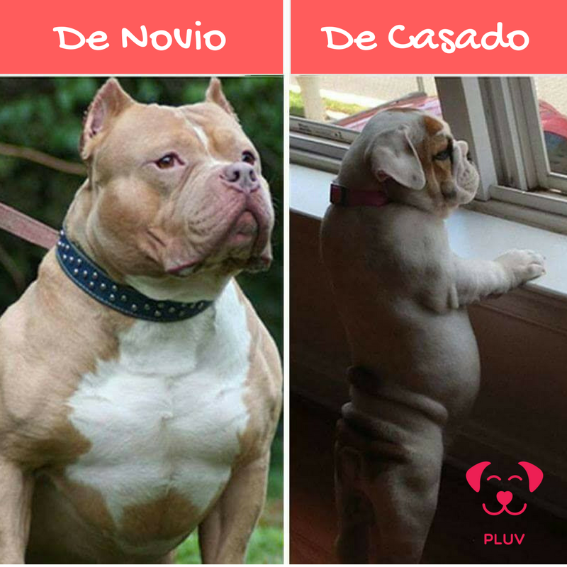 Pluv_Arg's tweet photo. De novio / De Casado . #HumorDePerros https://t.co/nIvHLw09oj