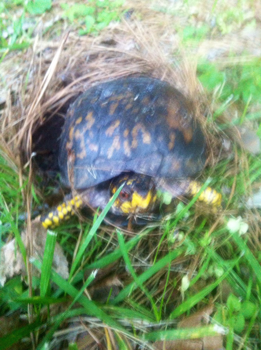 SarahMoor27's tweet photo. #Backyard #Wildlife https://t.co/XqPJubX5aY