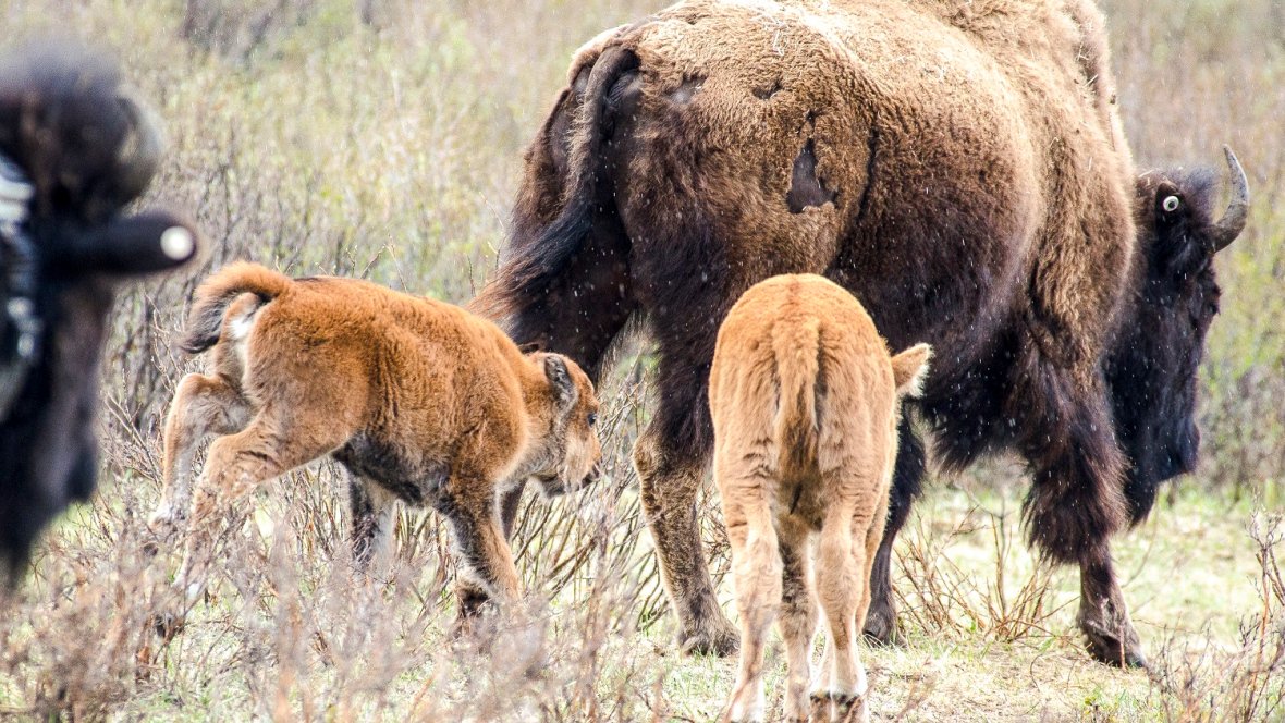 Parks Canada wardens keep eyes out for illegal campers, poachers and even nudists
crwd.fr/2tGRtYZ
