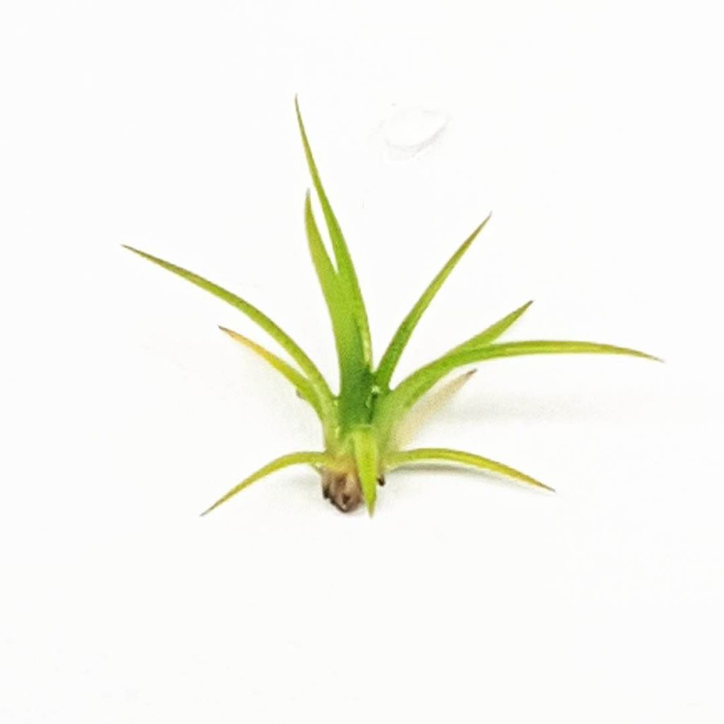 spektrumculture's tweet photo. Eriocaulon sp. "Hainan Island" Coming soon  #tissueculture #plantedtank #aquascape https://t.co/0dx842EvZS https://t.co/KAGbpYhevt