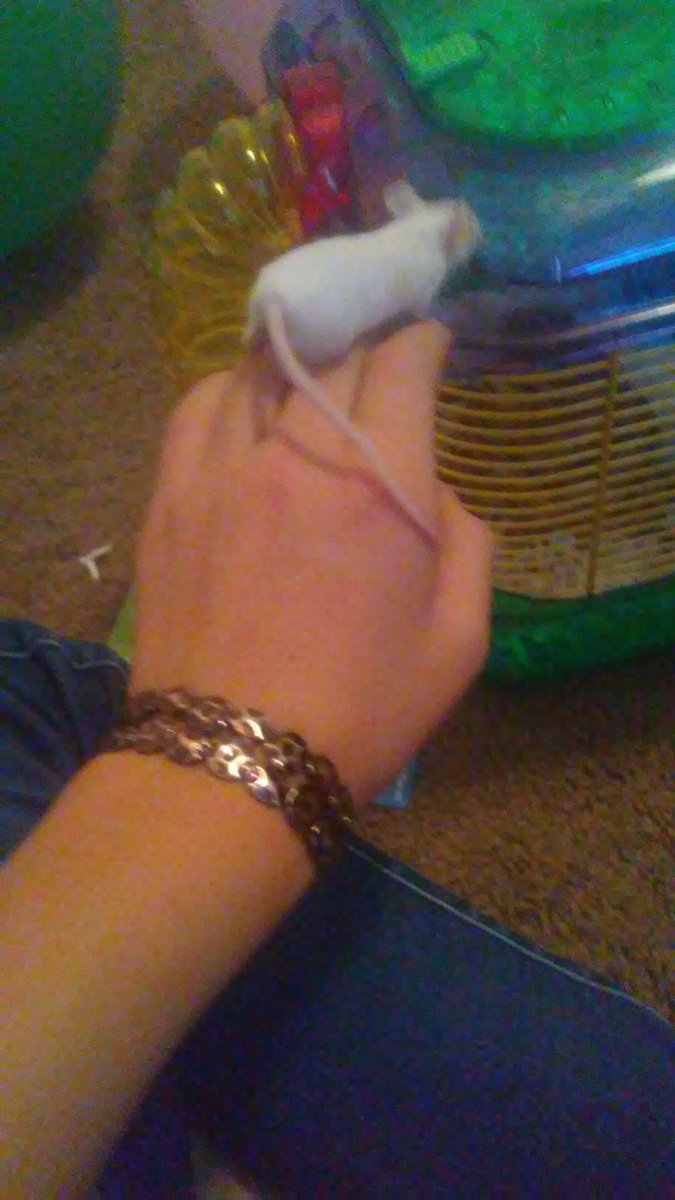 LilMisTeddyBear's tweet photo. @taylorndean i got 2 mice https://t.co/z82t0ErDZ1
