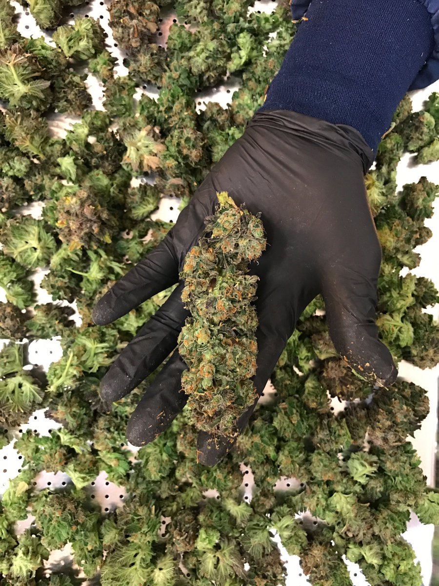 Britten_Mitch's tweet photo. If you don't experience your business on the front lines, then how will you know how to build store lines? #CannabisCommunity #jarsofgold https://t.co/iQEx9JMqRl