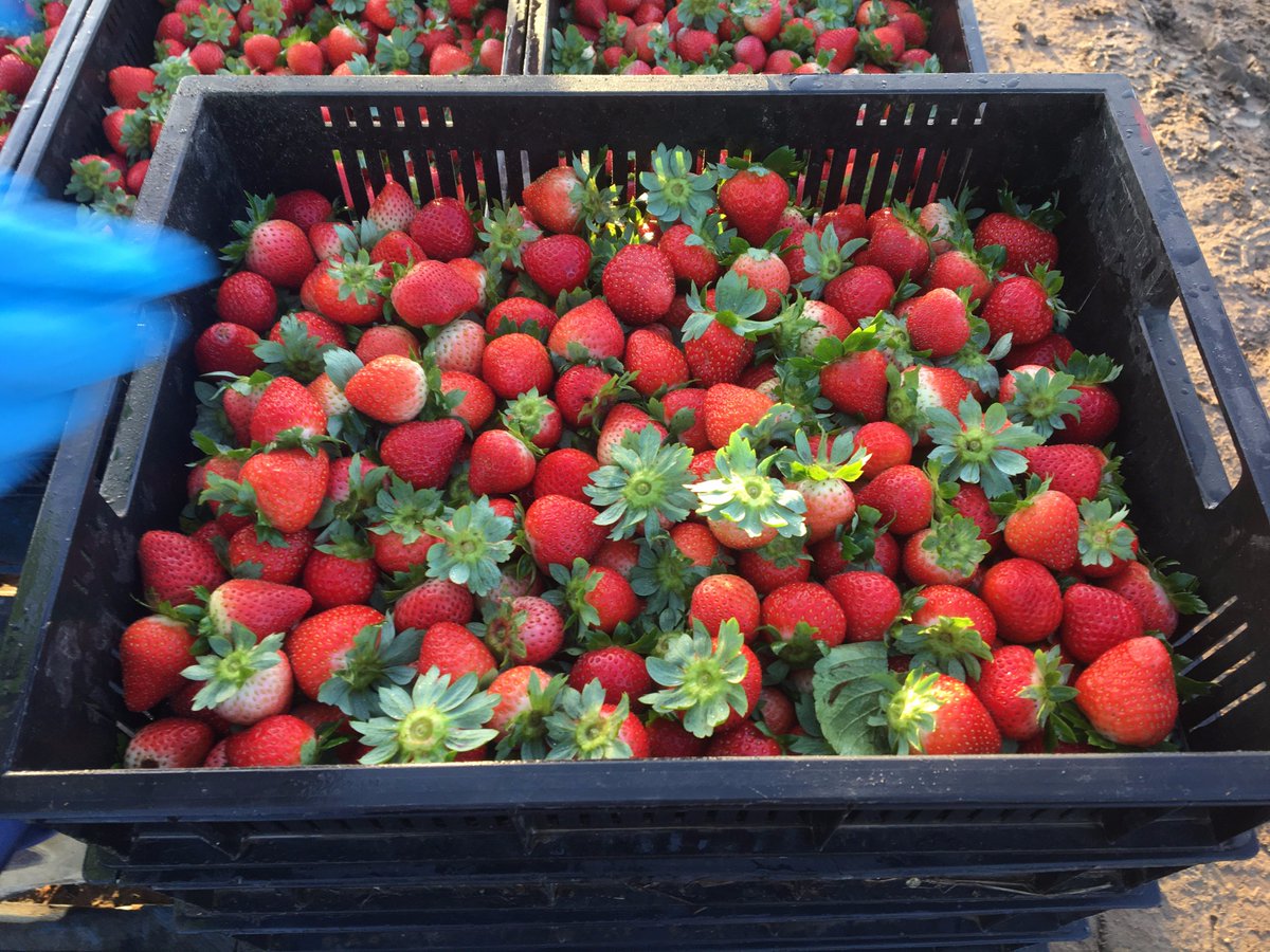 abclandline's tweet image. Local growers quick to freeze fruit after imported products recalled, linked to hepatitis A virus. ab.co/2uoHjxP