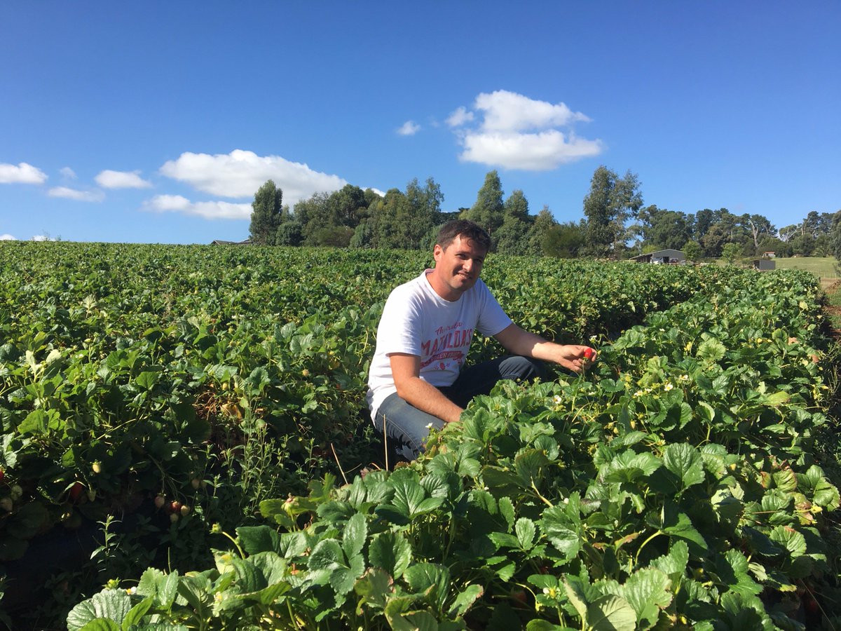 abclandline's tweet image. Local growers quick to freeze fruit after imported products recalled, linked to hepatitis A virus. ab.co/2uoHjxP