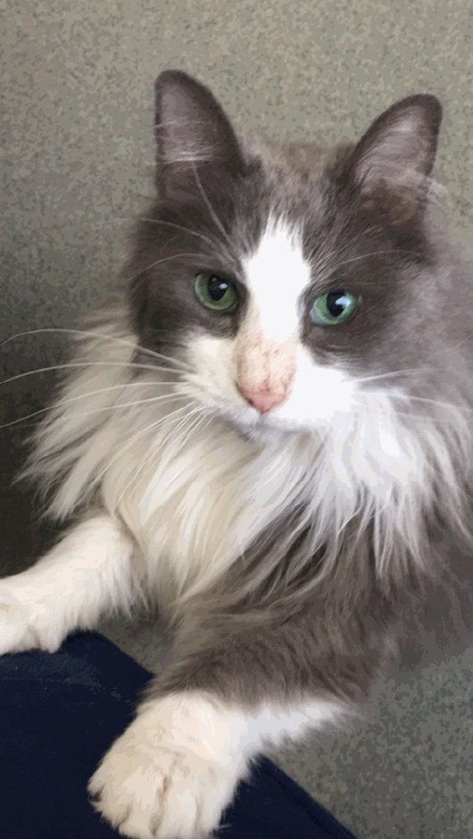 What Happened To Dusty The Cat