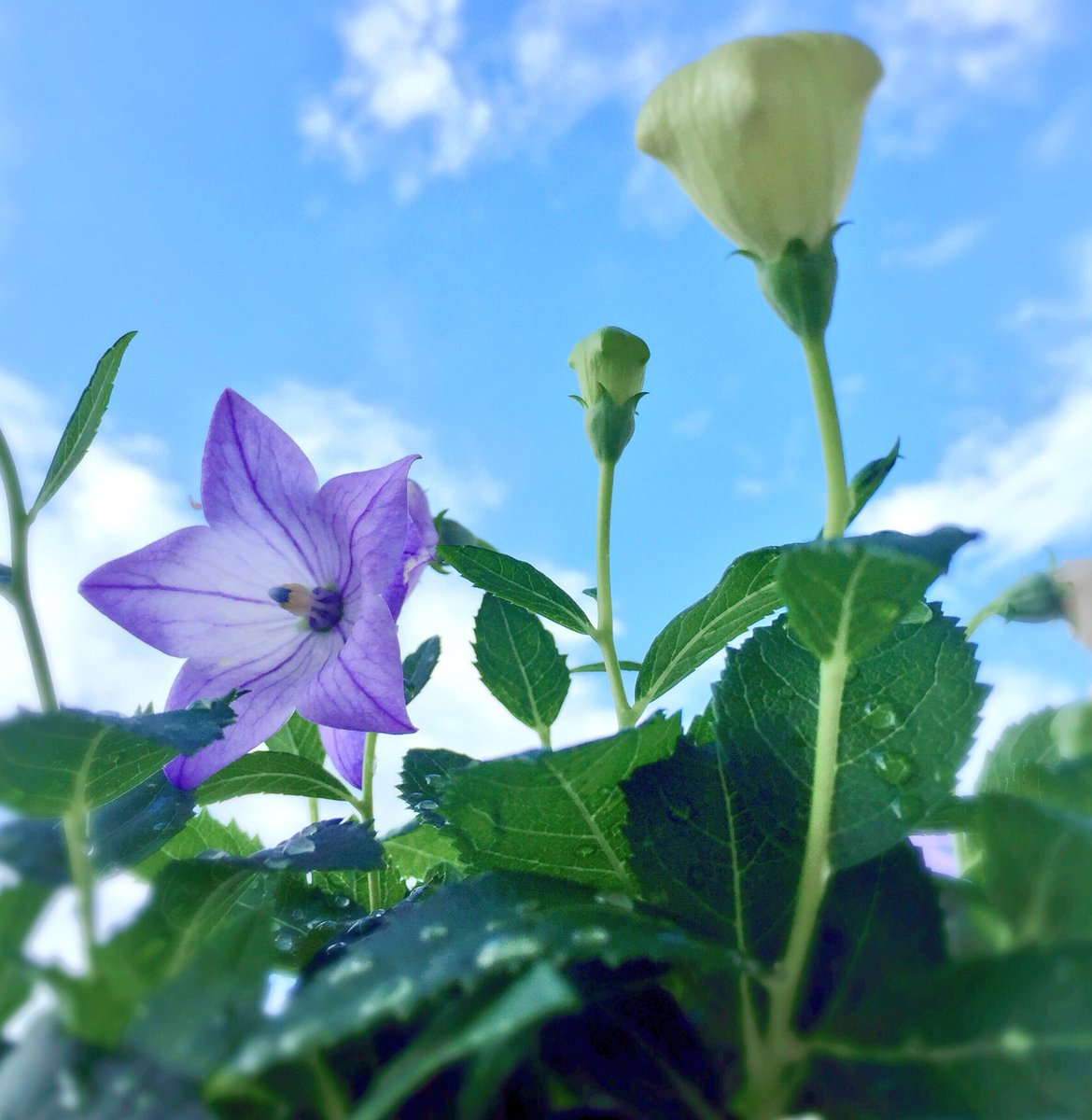 ききょうの花言葉