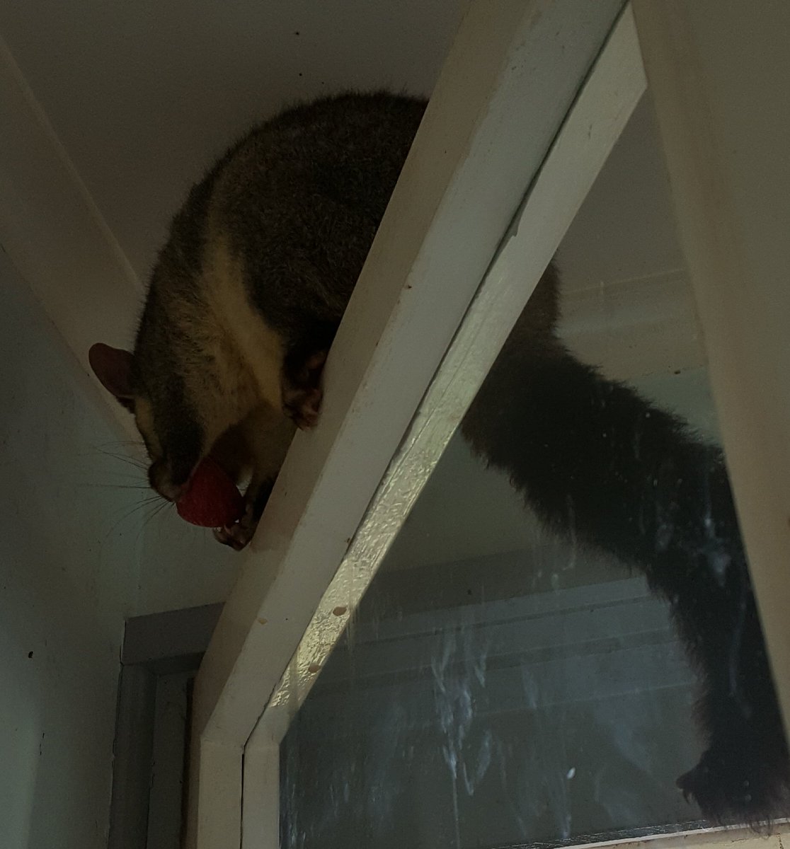 _mistiu's tweet image. Visit No17 from a cold and hungry #brushtailpossum ....a little apple and an all-day sleepover is needed.