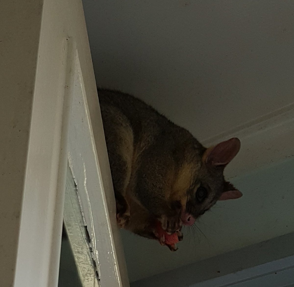 _mistiu's tweet image. Visit No17 from a cold and hungry #brushtailpossum ....a little apple and an all-day sleepover is needed.