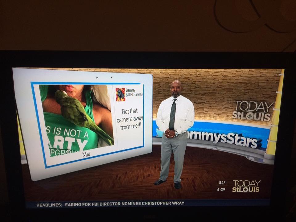 tabaka's tweet image. Thank you for sharing my adopted @STARAvianRescue birdie this morning @ksdknews! Used birdies are the best! #sammysstars #adoptdontshop ❤️