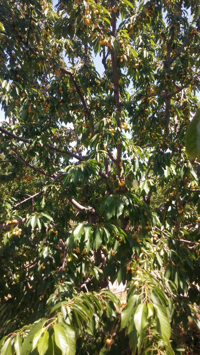 Uzaklaştığımı.. 
Önce doğadan sonra kendimden Uzaklaştığımı farkettim bugün.